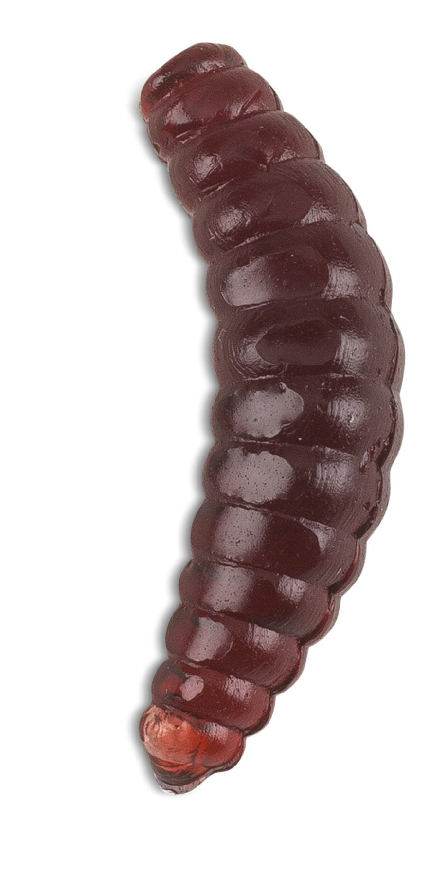 Bee Maggots